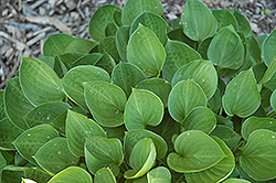 Teaspoon Hosta (Hosta 'Teaspoon') at Lakeshore Garden Centres