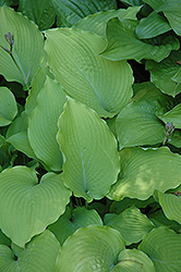 Choo Choo Train Hosta (Hosta 'Choo Choo Train') at Lakeshore Garden Centres