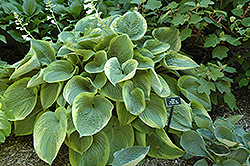 Spartan Glory Hosta (Hosta 'Spartan Glory') at Lakeshore Garden Centres