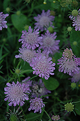 Misty Butterflies Dwarf Pincushion Flower (Scabiosa columbaria 'Misty Butterflies') at Lakeshore Garden Centres