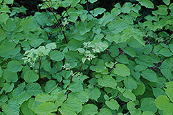 American Spikenard (Aralia racemosa) at Lakeshore Garden Centres