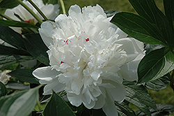 Grandiflora Nivea Plena Peony (Paeonia 'Grandiflora Nivea Plena') at Lakeshore Garden Centres