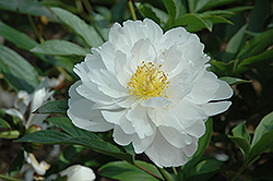 Walter Morgan Peony (Paeonia 'Walter Morgan') at Lakeshore Garden Centres