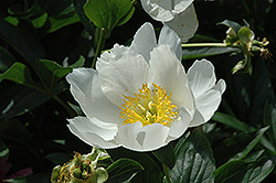 Pico Peony (Paeonia 'Pico') at Lakeshore Garden Centres