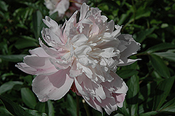 Simonne Chevalier Peony (Paeonia 'Simonne Chevalier') at Lakeshore Garden Centres