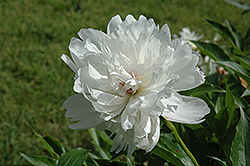 Octavie Demay Peony (Paeonia 'Octavie Demay') at Lakeshore Garden Centres