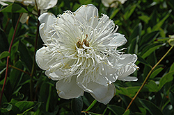 Arlequin Peony (Paeonia 'Arlequin') at Lakeshore Garden Centres