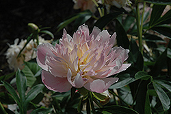 Standard Bearer Peony (Paeonia 'Standard Bearer') at Lakeshore Garden Centres