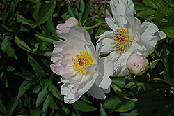 Early Daybreak Peony (Paeonia 'Early Daybreak') at Lakeshore Garden Centres