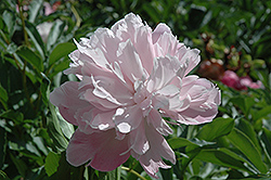 Edith Lyttleton Peony (Paeonia 'Edith Lyttleton') at Lakeshore Garden Centres