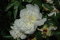 Frankie Curtis Peony (Paeonia 'Frankie Curtis') at Lakeshore Garden Centres