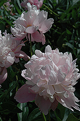 Madame Ducel Peony (Paeonia 'Madame Ducel') at Lakeshore Garden Centres