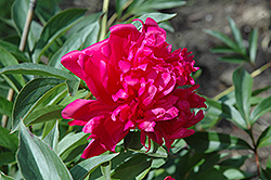 Richard Carvel Peony (Paeonia 'Richard Carvel') at Lakeshore Garden Centres