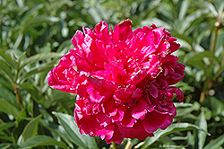 Laura Dexheimer Peony (Paeonia 'Laura Dexheimer') at Lakeshore Garden Centres