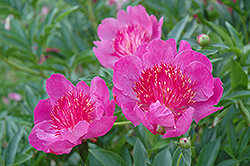 Madame Butterfly Peony (Paeonia 'Madame Butterfly') at A Very Successful Garden Center