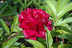 Philippe Rivoire Peony (Paeonia 'Philippe Rivoire') at Lakeshore Garden Centres