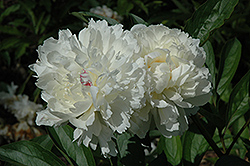 Monsieur Dupont Peony (Paeonia 'Monsieur Dupont') at Lakeshore Garden Centres