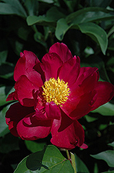Fortune Teller Peony (Paeonia 'Fortune Teller') at Lakeshore Garden Centres