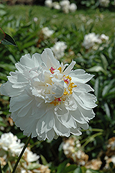 Boule de Neige Peony (Paeonia 'Boule de Neige') at Lakeshore Garden Centres