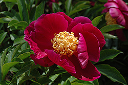 Some Ganoko Peony (Paeonia 'Some Ganoko') at Lakeshore Garden Centres