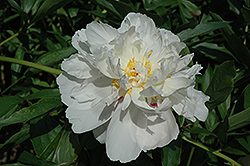 Giselle Peony (Paeonia 'Giselle') at Lakeshore Garden Centres