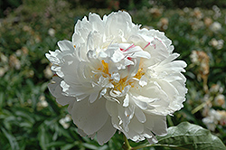 Frances Willard Peony (Paeonia 'Frances Willard') at Lakeshore Garden Centres