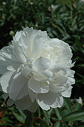 Secretary Fewkes Peony (Paeonia 'Secretary Fewkes') at Lakeshore Garden Centres