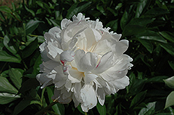 La Tulipe Peony (Paeonia 'La Tulipe') at Lakeshore Garden Centres
