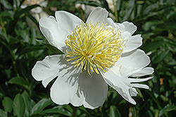 Luella Shaylor Peony (Paeonia 'Luella Shaylor') at Lakeshore Garden Centres