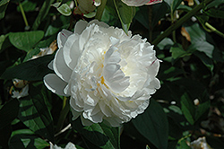 La Lorraine Peony (Paeonia 'La Lorraine') at Lakeshore Garden Centres
