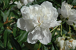 Adelaide E. Hollis Peony (Paeonia 'Adelaide E. Hollis') at Lakeshore Garden Centres