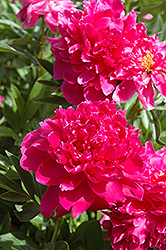 Shawnee Chief Peony (Paeonia 'Shawnee Chief') at Lakeshore Garden Centres