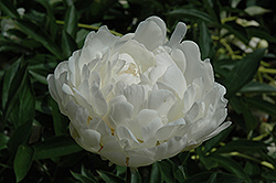 Emile Lemoine Peony (Paeonia 'Emile Lemoine') at Lakeshore Garden Centres
