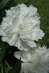 Betty Blossom Peony (Paeonia 'Betty Blossom') at Lakeshore Garden Centres