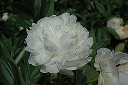 Le Cygne Peony (Paeonia 'Le Cygne') at Lakeshore Garden Centres