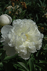 Golden Dawn Peony (Paeonia 'Golden Dawn') at Lakeshore Garden Centres