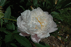 Nymphaea Peony (Paeonia 'Nymphaea') at Lakeshore Garden Centres