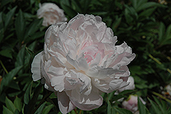 Venus Peony (Paeonia 'Venus') at Lakeshore Garden Centres