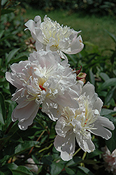Fanny Crosby Peony (Paeonia 'Fanny Crosby') at Lakeshore Garden Centres
