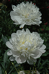 Madame Savreau Peony (Paeonia 'Madame Savreau') at Lakeshore Garden Centres
