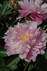 Princess Irene Peony (Paeonia 'Princess Irene') at Lakeshore Garden Centres