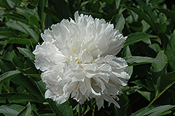 Pasteur Peony (Paeonia 'Pasteur') at Lakeshore Garden Centres