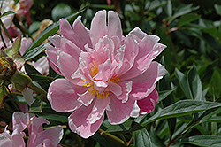 Phyllis Kelway Peony (Paeonia 'Phyllis Kelway') at Lakeshore Garden Centres