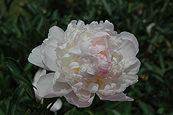 Katherine Havemeyer Peony (Paeonia 'Katherine Havemeyer') at Lakeshore Garden Centres