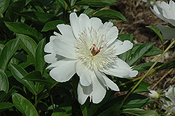 Eileen Kelway Peony (Paeonia 'Eileen Kelway') at Lakeshore Garden Centres