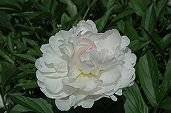 Madame Jules Dessert  Peony (Paeonia 'Madame Jules Dessert') at Lakeshore Garden Centres