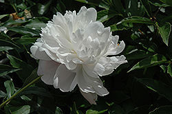Opal Peony (Paeonia 'Opal') at Lakeshore Garden Centres