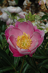 Apple Blossom Peony (Paeonia 'Apple Blossom') at Lakeshore Garden Centres