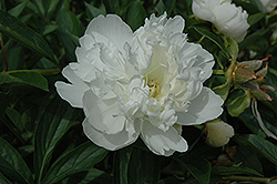 Mademoiselle Jeanne Riviere Peony (Paeonia 'Mademoiselle Jeanne Riviere') at Lakeshore Garden Centres