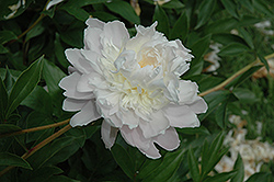 Ella Christine Kelway Peony (Paeonia 'Ella Christine Kelway') at Lakeshore Garden Centres